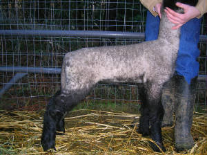 08lambs019.jpg